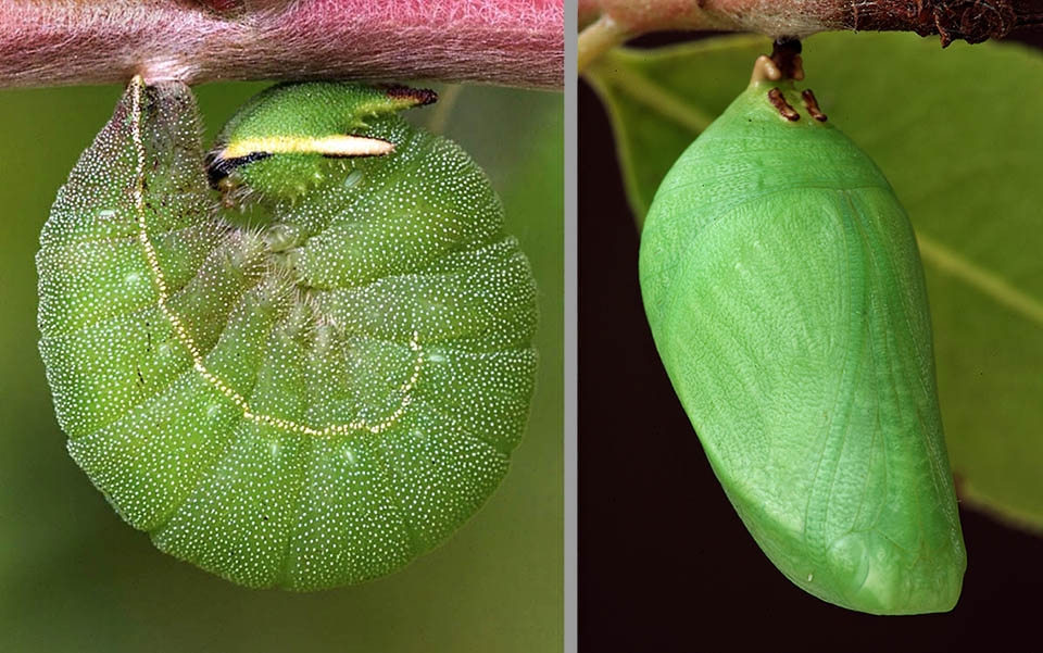 Charaxes jasius. Nell’ultima fase larvale, detta eopupa, non si alimenta più, e cerca un ramoscello o una foglia per compiere la metamorfosi. Rinforza incurvandosi il supporto con fili di seta e si aggancia con gli uncini dell’ultimo paio di pseudozampe addominali per trasformarsi in una pupa verde traslucida