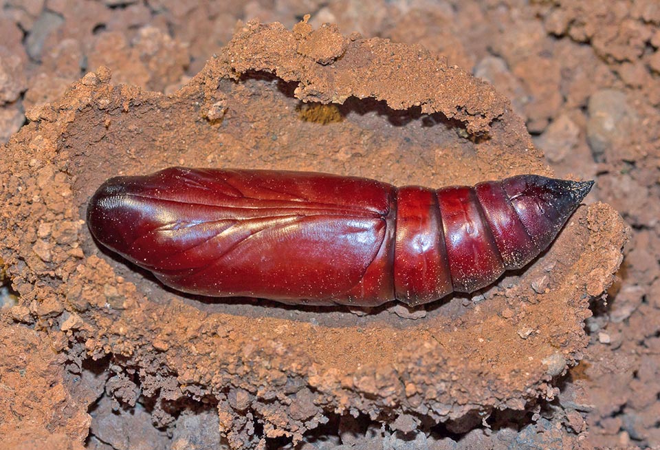 Acherontia atropos, Sfinge testa di morto 