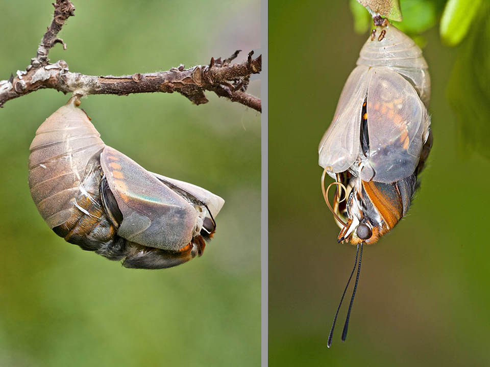 Charaxes jasius. La spectaculaire émergence de l'adulte commence avec la rupture de l'exuvie nymphale devenue translucide 