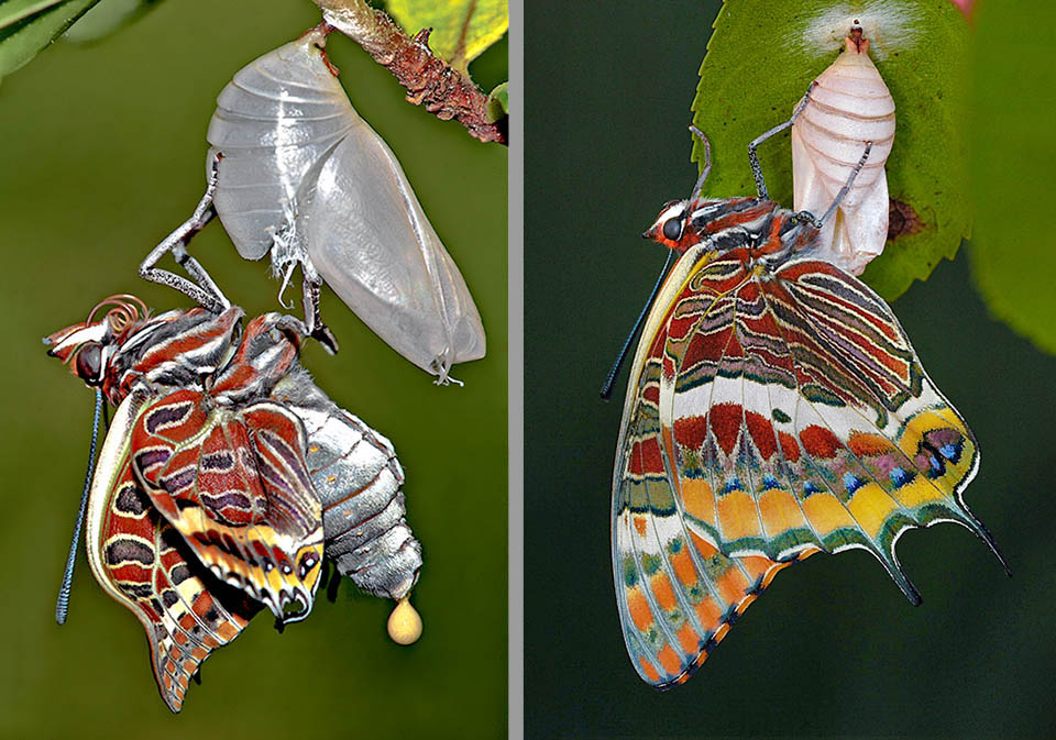 Charaxes jasius L’adulto fuoruscito dall’esuvia vi resta aggrappato fino a quando non ha disteso le ali immettendo aria nelle trachee