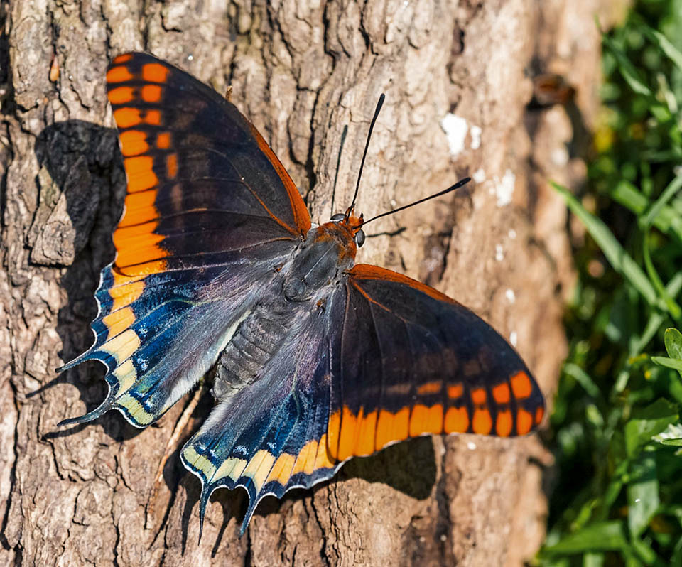 Le papillon, après avoir pris son vol, se repose maintenant sur le tronc d'un arbre