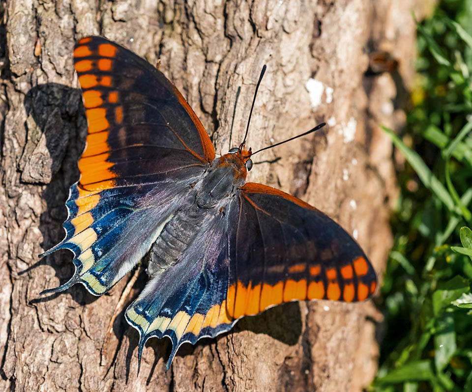 Charaxes jasius. La farfalla, dopo aver spiccato il volo, si riposa ora sul tronco di un albero