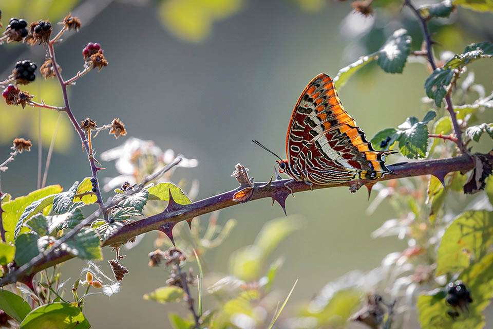 Charaxes jasius. Dopo aver effettuato voli di ricognizione, si posa sul sito adatto in posizione elevata per sorvegliare il suo territorio