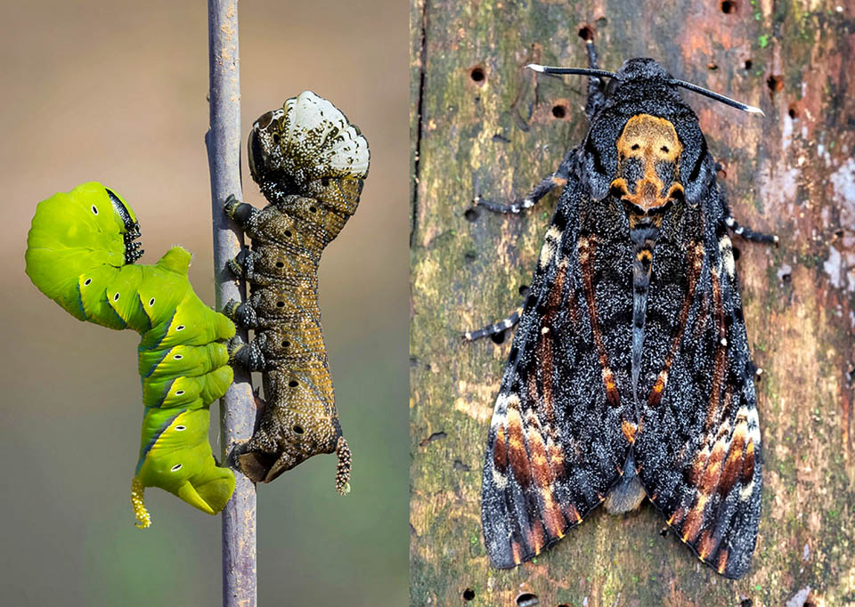 Acherontia atropos 