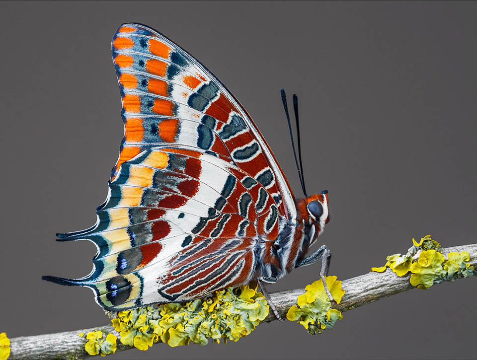 Wings lower surface, brown reddish with thin, white variegations, white and yellowish bands and black and violet ocellar spots, looks like a painter's palette 