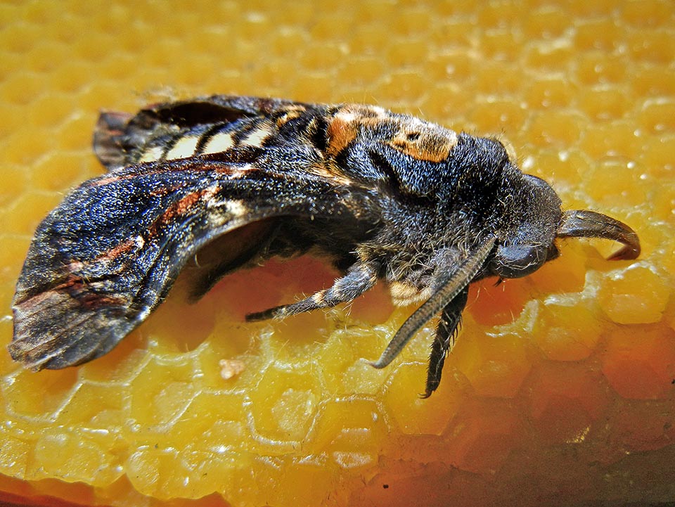 Acherontia atropos