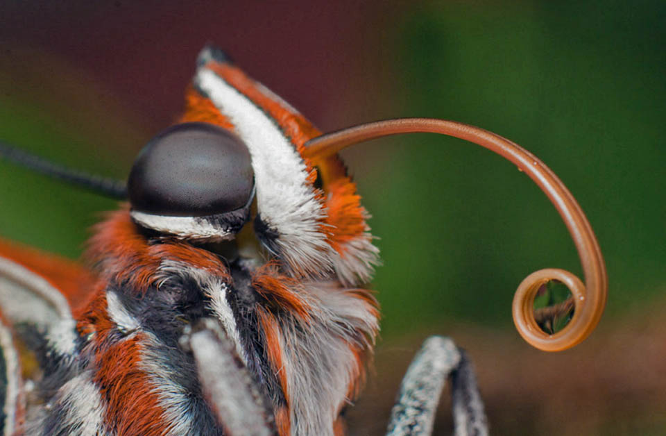 Adult head with very developed compound eyes and the partially spread proboscis used for sucking the foods