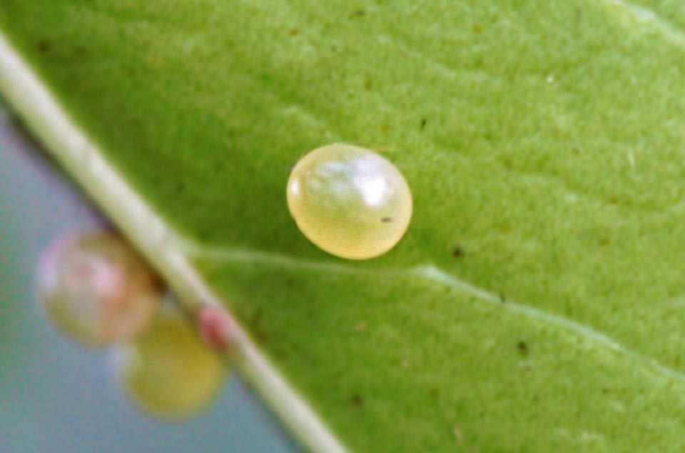 Acherontia atropos 