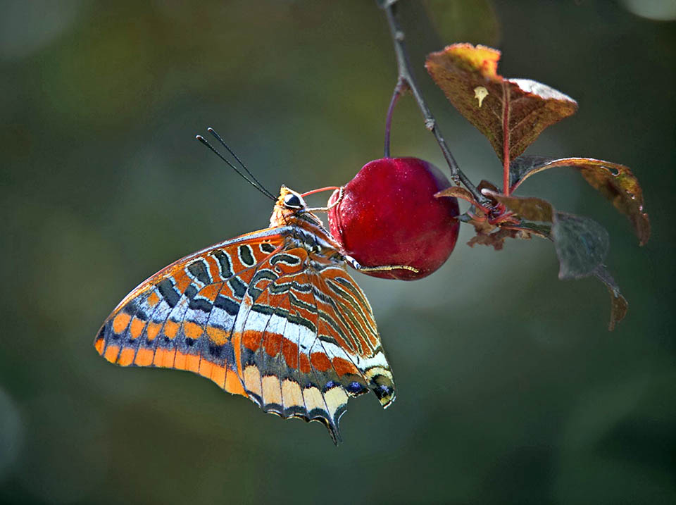 Qui s’inebria succhiando l’alcool prodotto da una prugna selvatica marcescente. Fra i rami il chiassoso colore delle ali si rivela in realtà mimetico