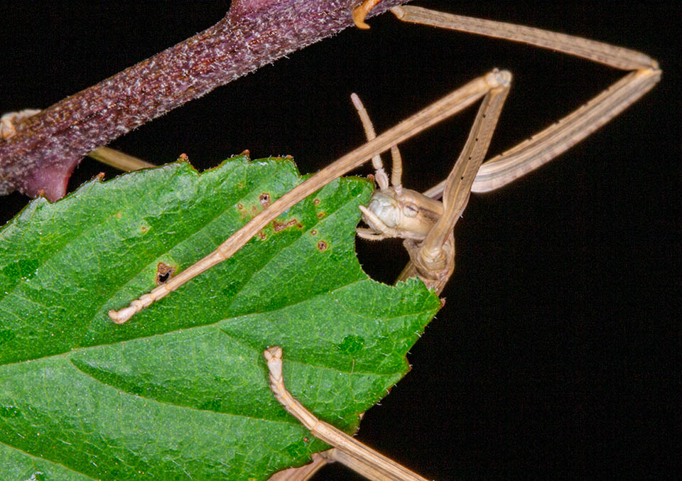 Clonopsis gallica