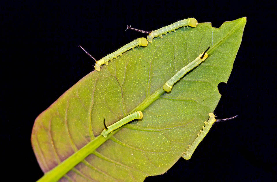 Acherontia atropos 