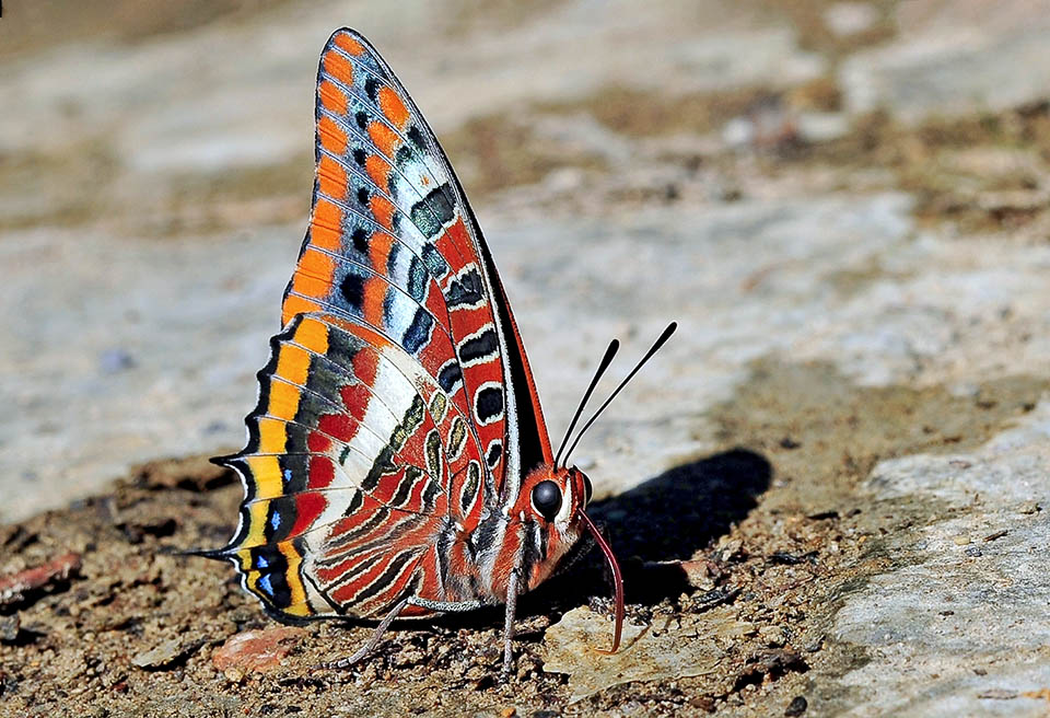 Charaxes jasius Tutto nutre: anche orina d’animali ed escrementi. E quando sono secchi, li bagna prima di succhiarli innaffiandoli col suo liquido anale