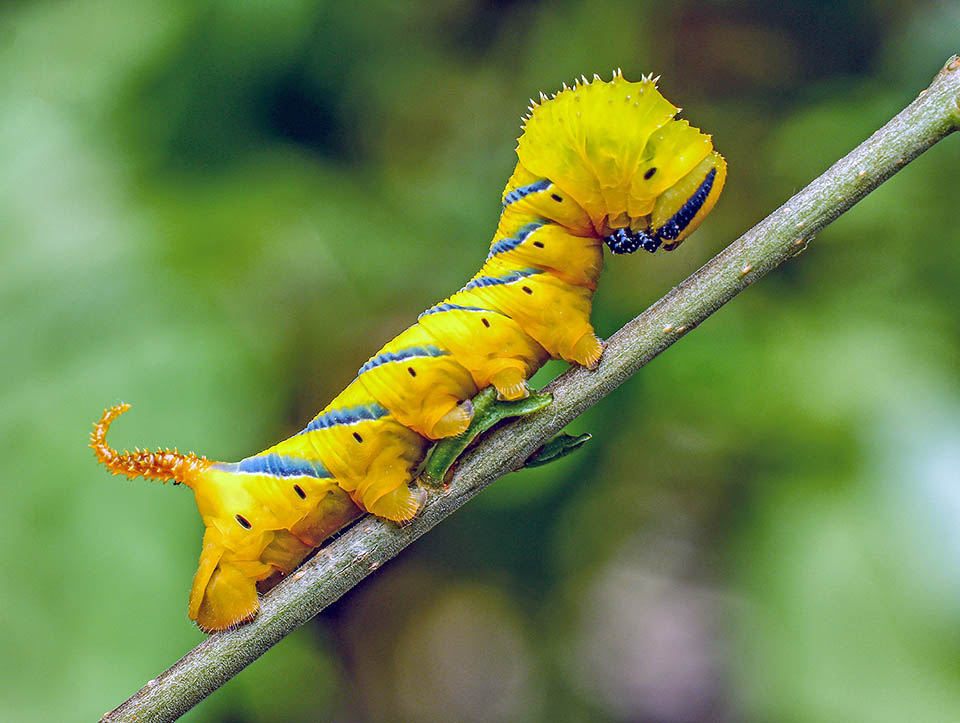 Acherontia atropos, Sfinge testa di morto 