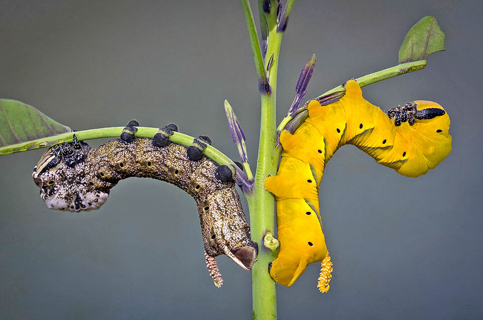 Acherontia atropos 