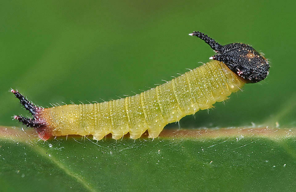 Charaxes jassius . Puis elle commence à ronger les feuilles. Sa tête et ses petites cornes deviennent noires 