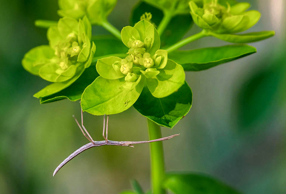 Clonopsis gallica