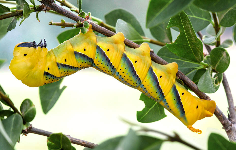 Acherontia atropos, Death's-head hawkmoth