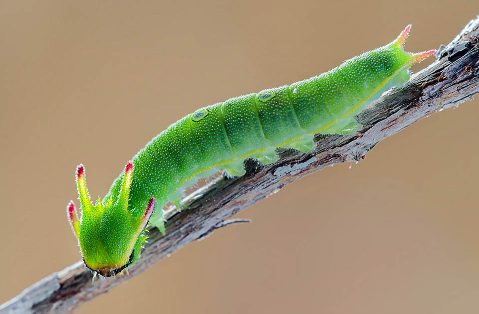 Charaxes jasius. Les chenilles sont polyphages. Sur l'arbousier elles accomplissent 5 mues mais 6 sur les agrumes, moins nourrissants. Ici les petites cornes commencent à se colorer