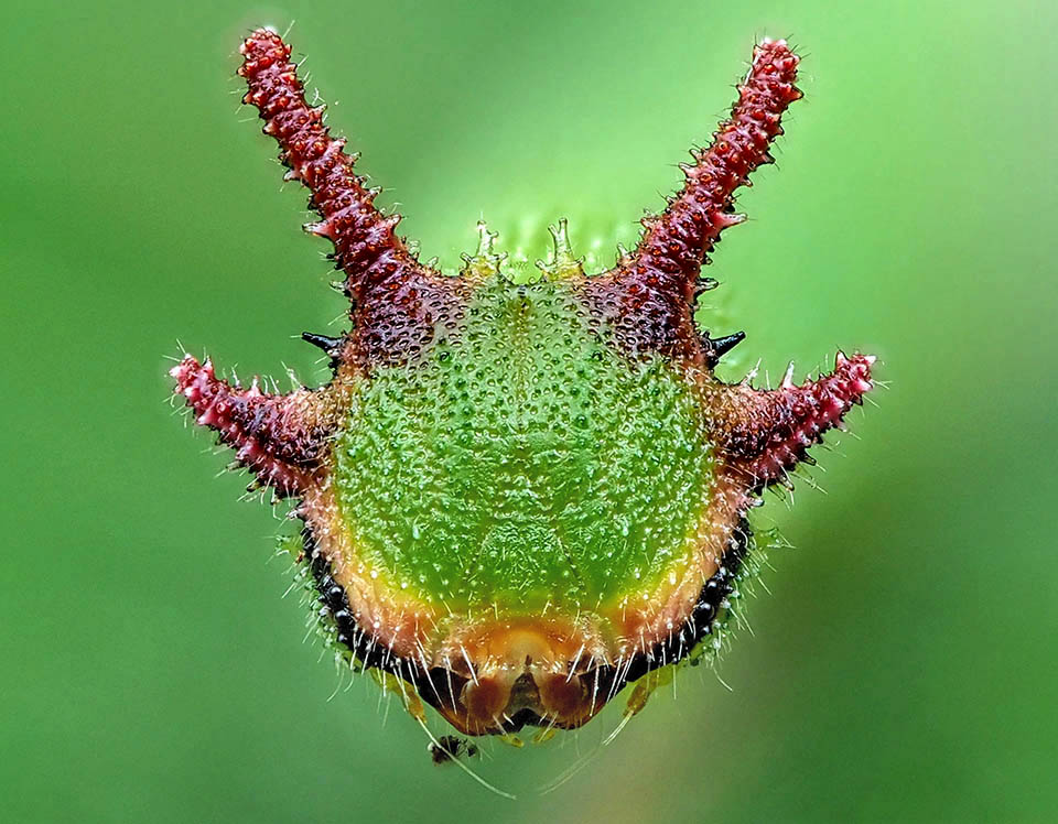 Charaxes jasius. Tête cuirassée d'une chenille de troisième stade. On remarque les nombreux poils et en bas les solides mandibules 