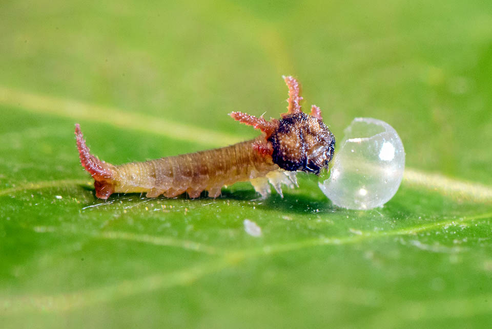 The incubation lasts eight to twelve days. The just born caterpillar eats its shell which us its first meal