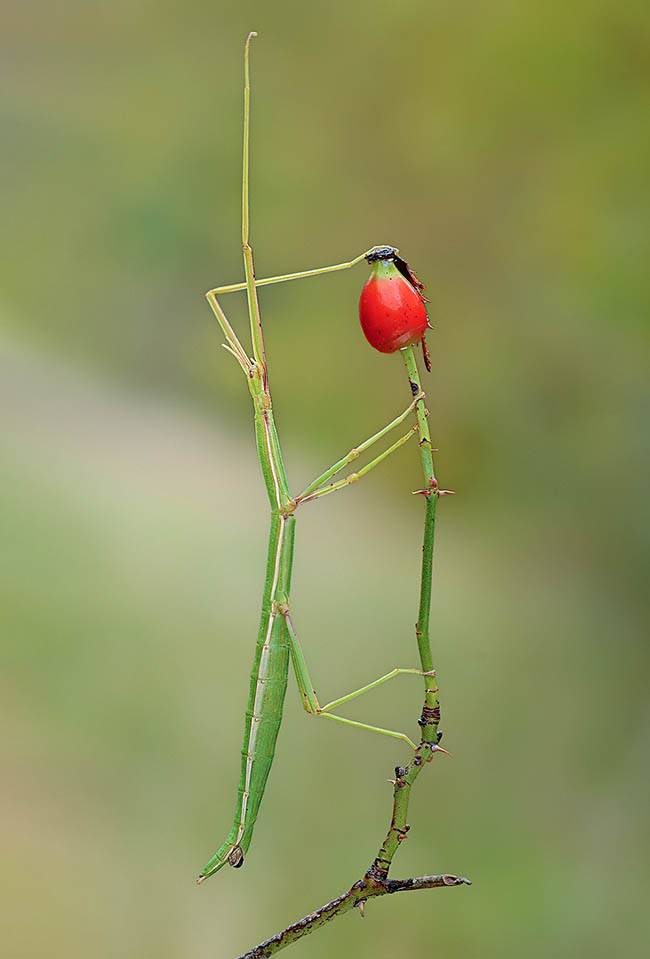 Clonopsis gallica