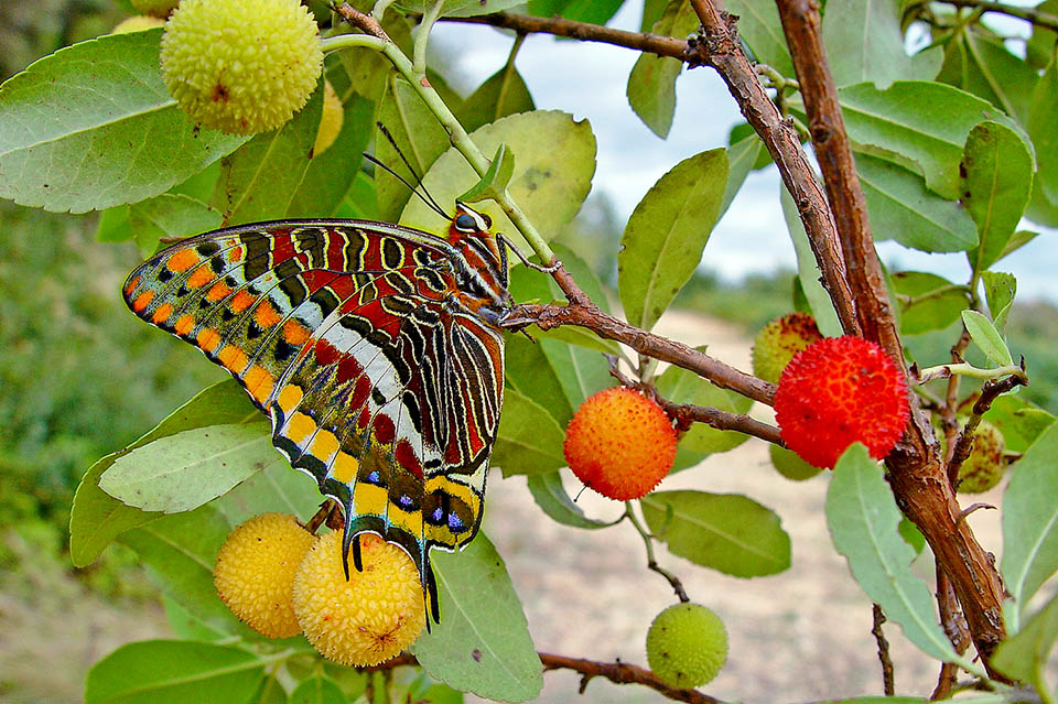 Charaxes jasius, I dolci frutti fermentati del corbezzolo restano comunque i suoi preferiti ed è qui che spesso si accoppia e depone