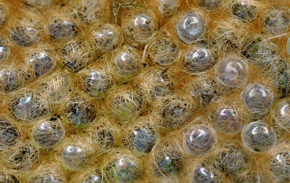 Larvae wintering inside eggs. About 1 mm broad, they are covered by tawny hairs the female takes off from its abdomen and grant the ovatura a felty consistence 