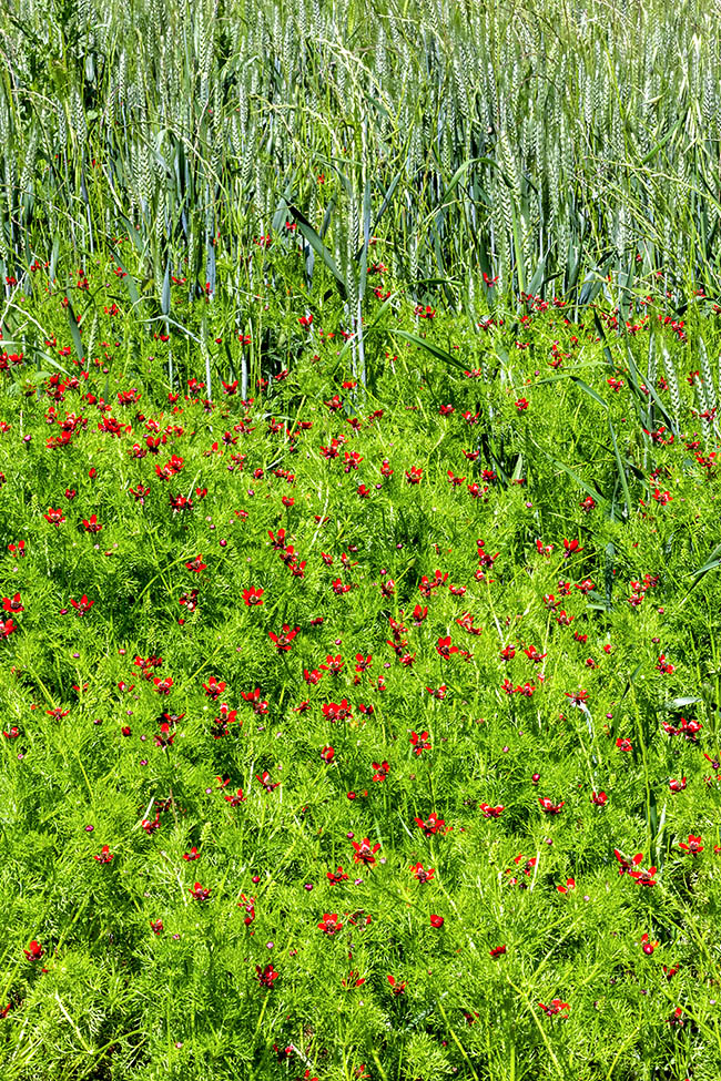 Adonis annua