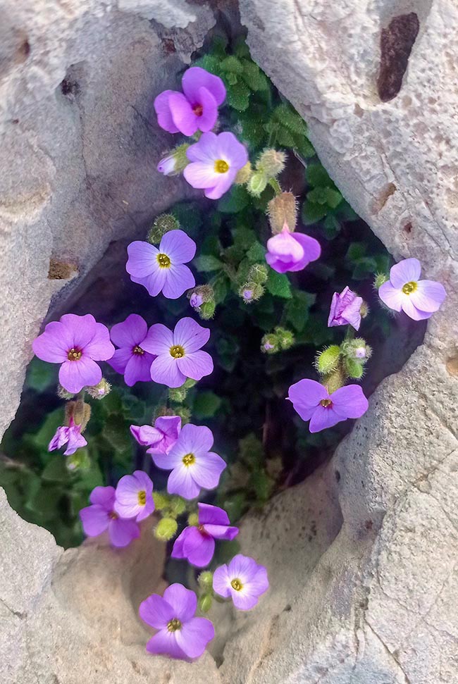 Native d'Europe du sud-est et d'Asie tempérée, l'Aubrieta deltoidea pousse parmi les rochers jusqu'à 1770 m d'altitude