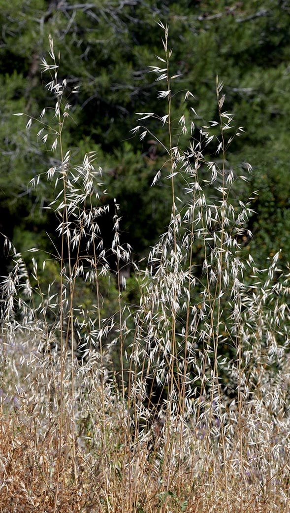 Con una distribución muy amplia en climas mediterráneos, Avena barbata es una planta anual de floración primaveral frecuente en prados, barbechos y campos de cultivo. Inflorescencias de 10-30 cm de largo 
