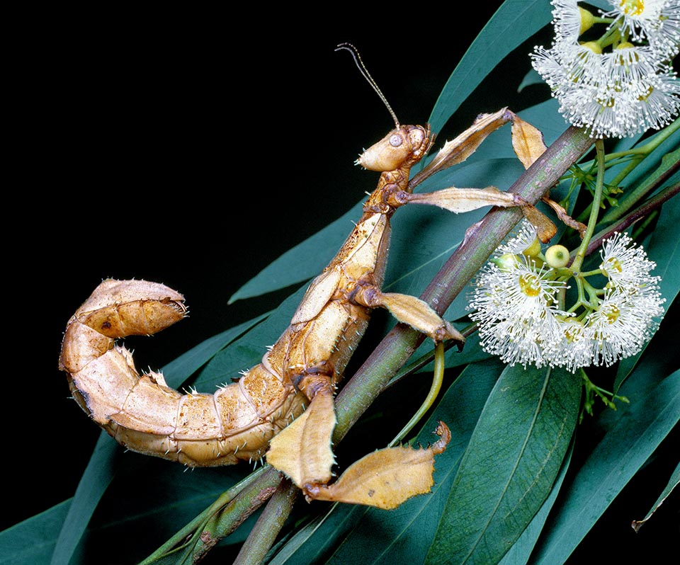 Exatatosoma tiaratum is native to Australia and New Guinea. Here a female discourages predators lifting, like a scorpion, the last abdominal segments 