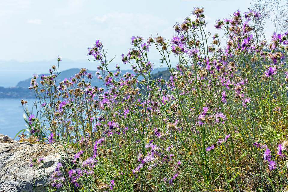 Naturalizada también en otros países europeos, como Gran Bretaña y Alemania, Galactites tomentosus tiene una amplia distribución mediterránea. Crece en áreas no cultivadas y perturbadas, a menudo asociado con numerosas especies nitrófilas anuales. Es una especie de ciclo biológico bienal caracterizada por un tallo erecto de hasta 1 m