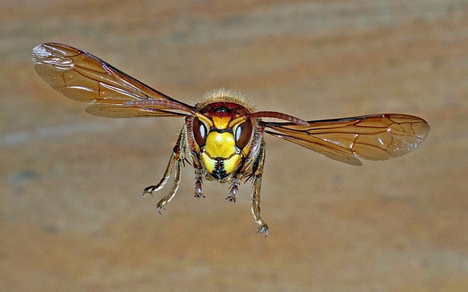 À ne pas confondre avec la plus petite Vespula germanica, le Frelon européen (Vespa crabro) est largement répandu dans le Paléarctique et en Amérique du Nord 