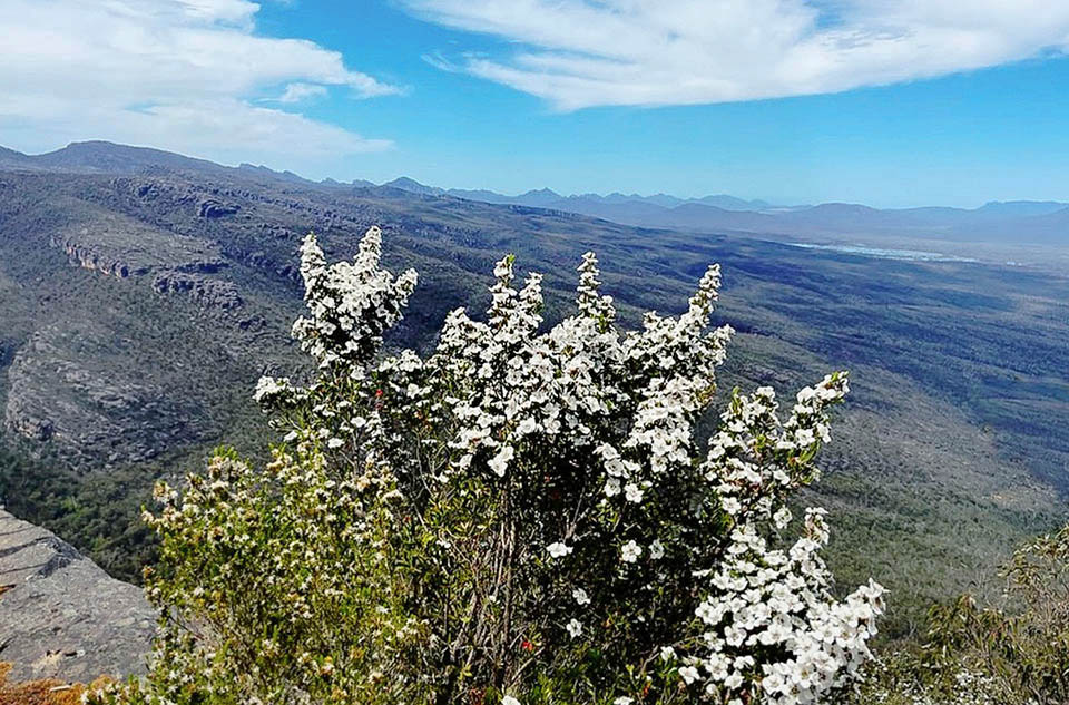 Leptospermum scoparium è una specie pioniera nativa del Nuovo Galles del Sud, Nuova Zelanda, Tasmania e Isole Chatham che riesce a colonizzare aree deforestate.