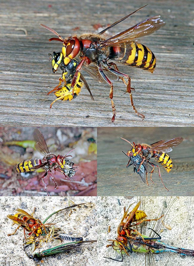 Les protéines nécessaires à la croissance des larves sont obtenues en broyant les muscles des proies. Ici, en haut, une Vespula germanica entre les mandibules. En bas, dans l'ordre, les victimes sont, une abeille, sa proie préférée, une grosse mouche, une cigale et même une grosse libellule