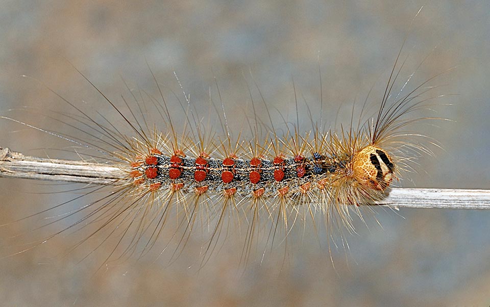 Lymantria dispar Monaco Nature Encyclopedia