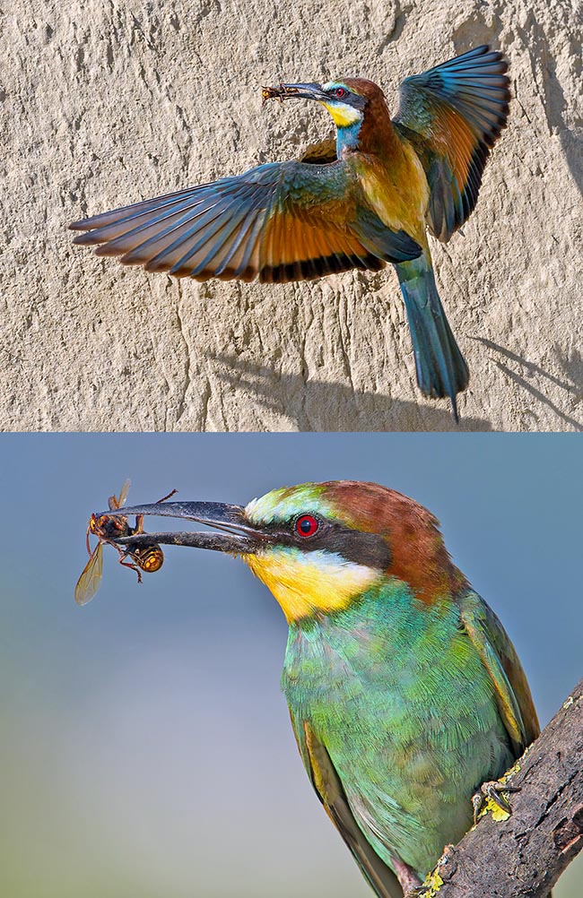 Vespa crabro est à son tour activement chassé par le Guêpier d'Europe (Merops apiaster) qui vole et se pose souvent aux alentours des ruches afin de capturer abeilles et frelons 