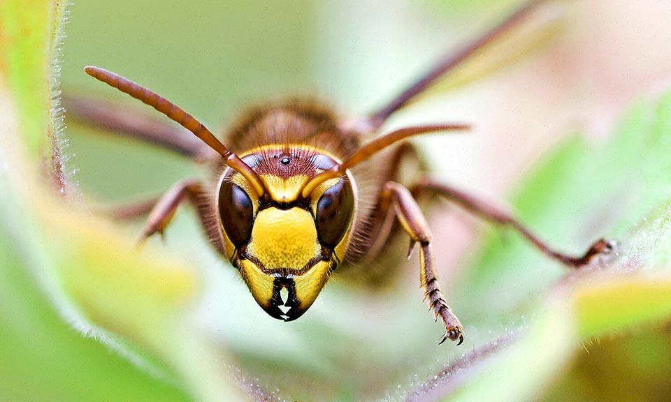 Vespa crabro ignore l'homme s'il n'est pas dérangé. Dans certains pays il est même protégé parce qu'il élimine divers insectes nuisibles 