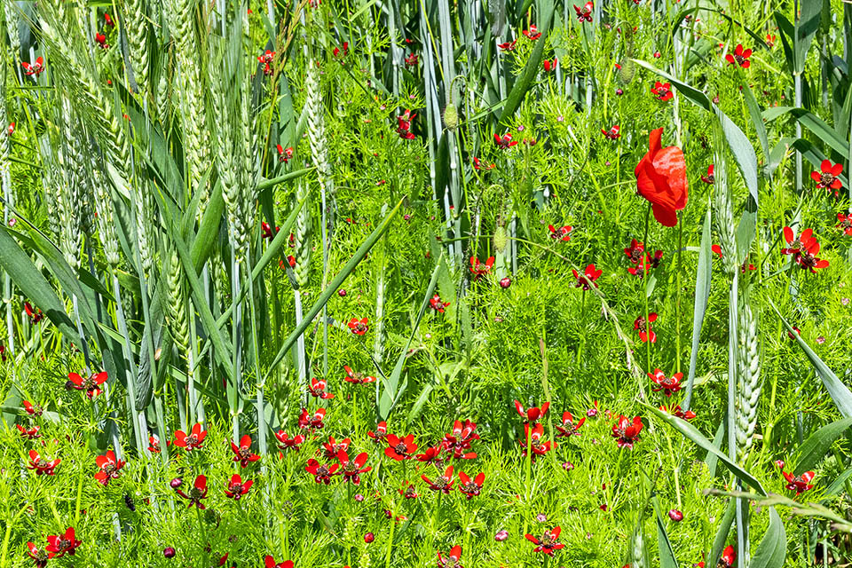 Adonis annua