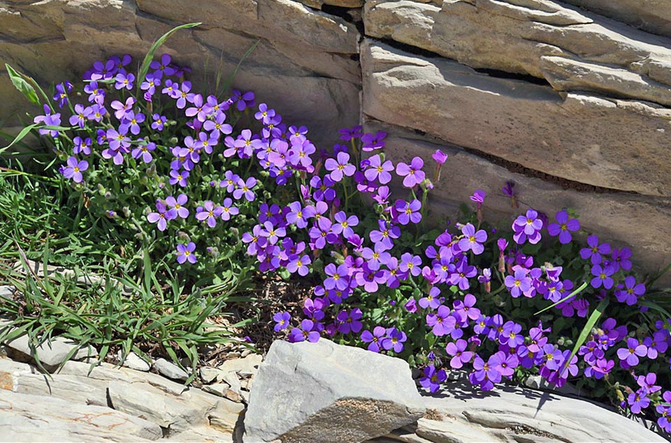 Aubrieta deltoidea es una planta naturalizada en muchos lugares.