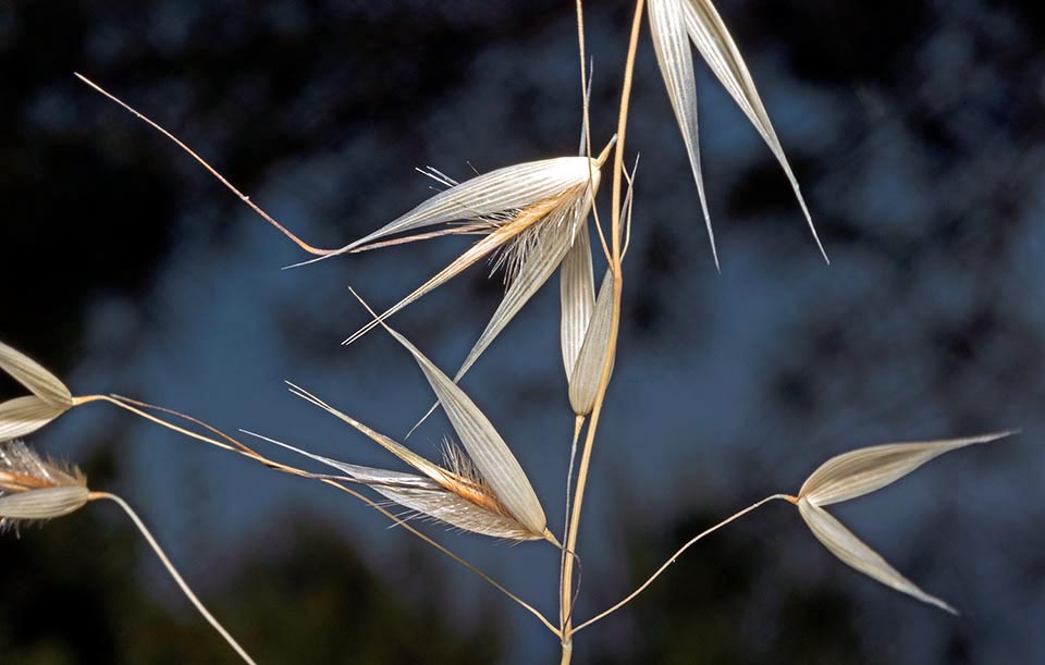 Inflorescencia con espiguillas dispuestas unilateralmente. Arriba a la izquierda las largas aristas dobladas por la articulación, que al girar favorecen la penetración de la semilla en el suelo © Giuseppe Mazza