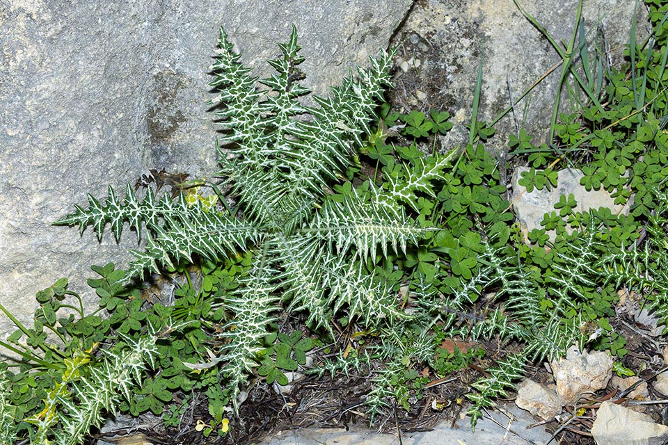 Galactites tomentosus