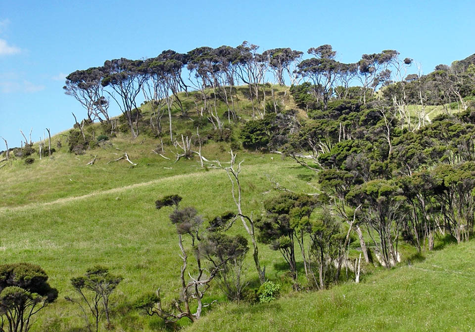 Dans les zones dénudées, les graines de Leptospermum scoparium produisent des sujets à croissance rapide pouvant atteindre 10 m, qui dominent la végétation poussant plus lentement 