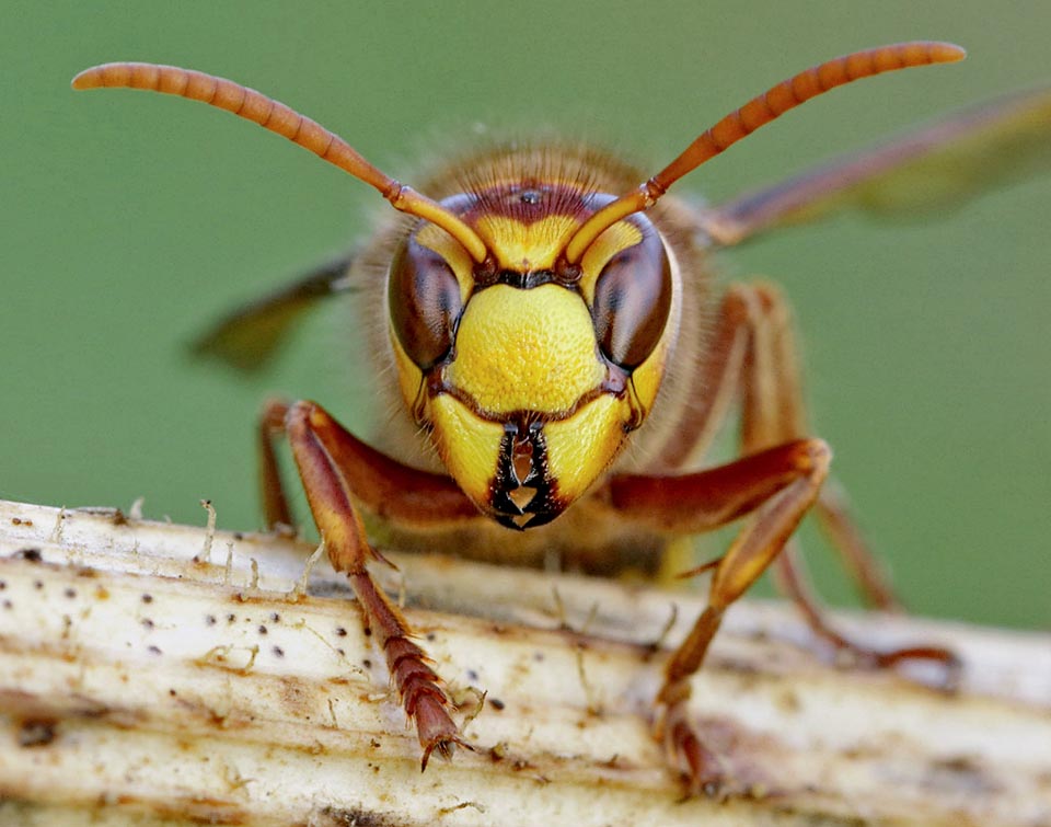 Vespa crabro