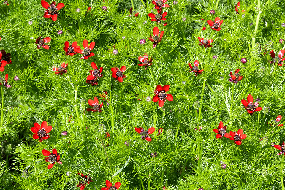 Adonis annua