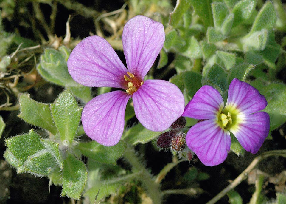 Flores y hojas de Aubrieta deltoidea.