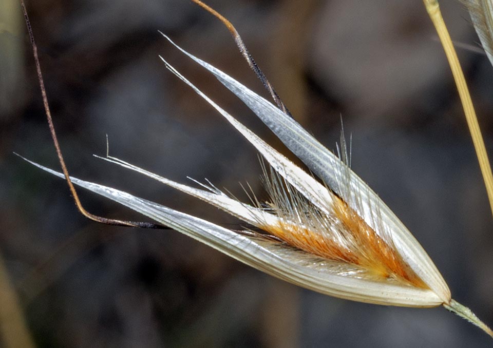 La espiguilla está formada por un eje portante en la base de las brácteas, llamadas glumas, que encierran las flores