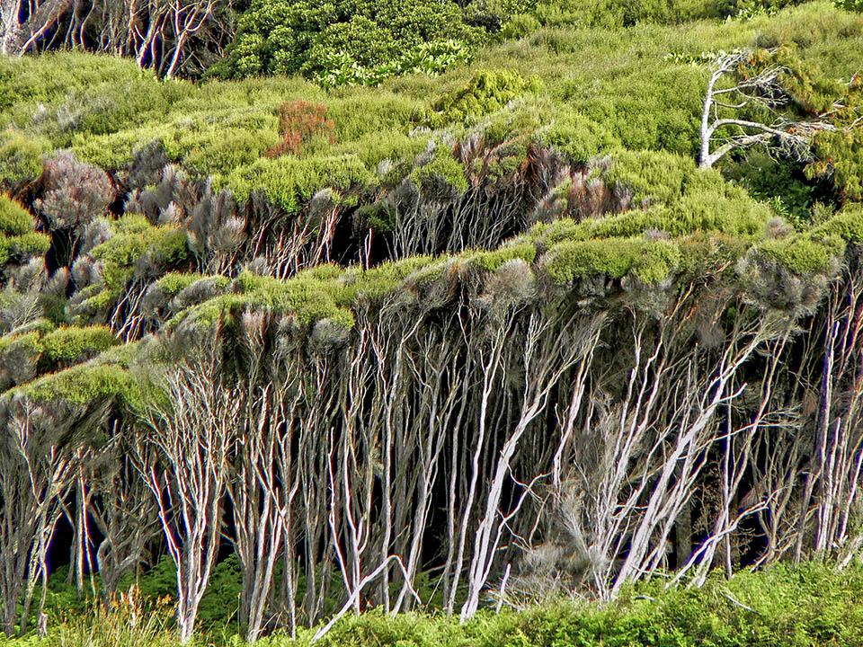 Dans les secteurs perturbés, appauvris ou humides des forêts néo-zélandaises, elle peut devenir la végétation climacique dominante 