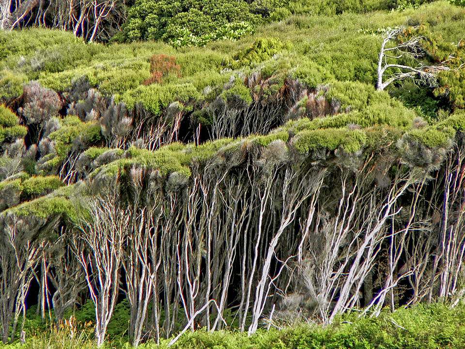 En áreas perturbadas, agotadas o húmedas de los bosques de Nueva Zelanda, Leptospermum scoparium puede convertirse en la vegetación clímax dominante.