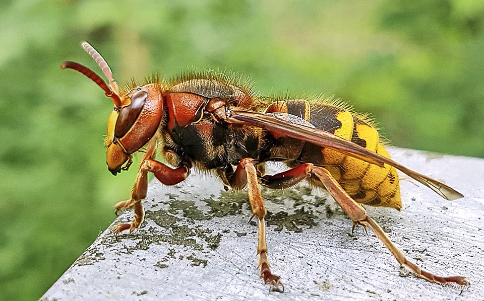 Sur le thorax, en plus des pattes, sont présentes les robustes ailes membraneuses qui permettent le vol stationnaire devant les alvéoles et le vol en zigzag 